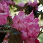 Rhododendron argyrophyllum Blomma