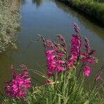 Gladiolus palustrisLorea