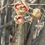 Alnus serrulata Blomst