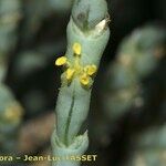 Anabasis articulata Fiore