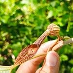 Aristolochia pilosa Кветка