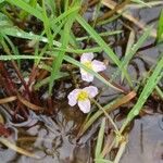 Baldellia ranunculoidesപുഷ്പം