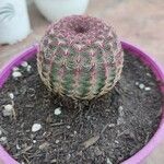 Echinocereus rigidissimus 叶