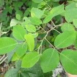 Dendrolobium umbellatum Leaf