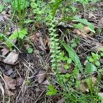 Asplenium platyneuron Folha