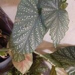 Begonia maculataLeaf