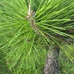 Pinus thunbergii Blad