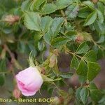 Rosa squarrosa 其他