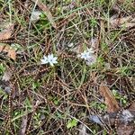 Burchardia umbellata Blodyn