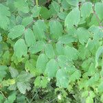 Thalictrum aquilegiifolium Blatt