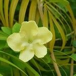 Brunfelsia americana Fleur