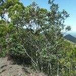 Pichonia grandiflora Hábito