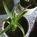 Aloe vera 葉