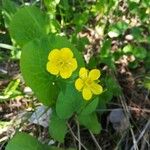 Ranunculus thora Bloem