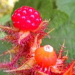 Rubus phoenicolasius Fruto