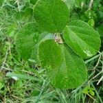 Cordia monoica Folha