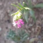 Silene muscipula Blomma