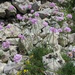 Armeria alpina Habit