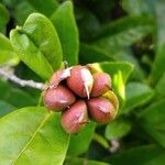 Tetracera rutenbergii Fruit