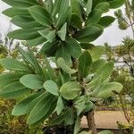 Protea nitida Habitus