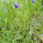 Campanula bertolae Други