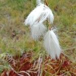 Eriophorum angustifolium ഫലം