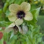 Hyoscyamus niger Floare
