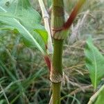 Polygonum lapathifolium Escorça