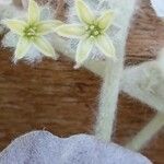 Dichondra argentea Flor