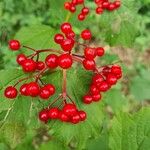 Viburnum trilobum Fruit