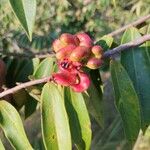 Xylopia macrantha Fruto