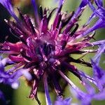 Centaurea scabiosaЦвят