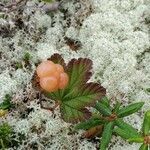 Rubus chamaemorus Owoc