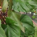 Homalomena rubescens Hoja