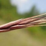 Bromus diandrus പുറംതൊലി