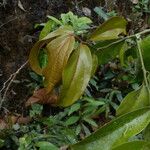Scleropyrum pentandrum Yaprak