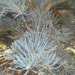 Abies concolor Leaf