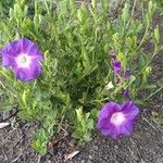 Ipomoea tricolorLeaf