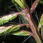 Paspalum fasciculatum Bark