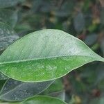 Ficus microcarpa Leaf