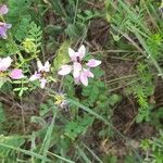 Coronilla viminalis Квітка