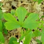 Ranunculus recurvatus Leaf