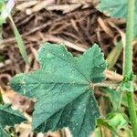 Malva nicaeensis Blad