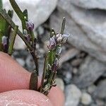 Arabis caerulea Bloem