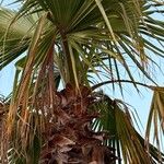 Washingtonia filifera Ліст