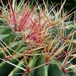 Ferocactus pilosus Leaf