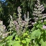 Salvia sclarea Цвят