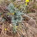 Helichrysum odoratissimum Natur