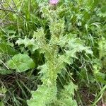 Carduus tenuiflorus Leaf