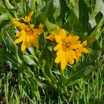 Wyethia angustifolia Fiore